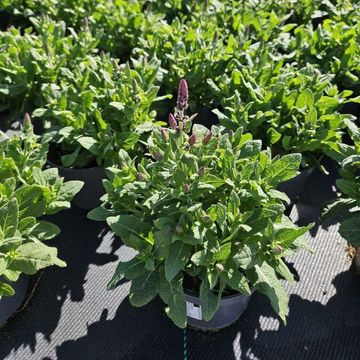 Salvia nemorosa SENSATION MIX