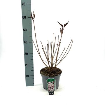 Syringa patula 'Miss Kim'