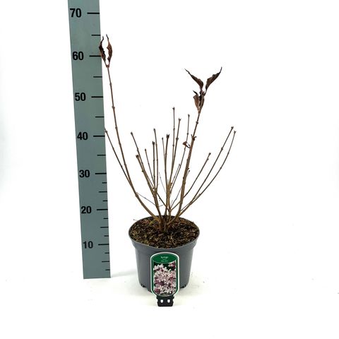 Syringa patula 'Miss Kim'