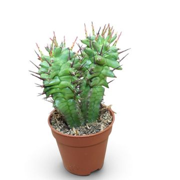 Euphorbia horrida monstruosa