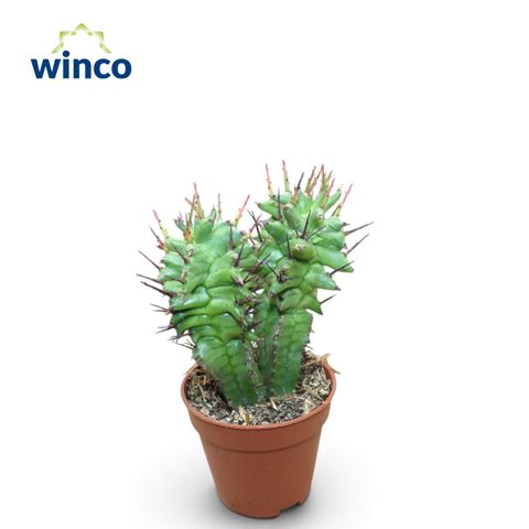 Euphorbia horrida monstruosa