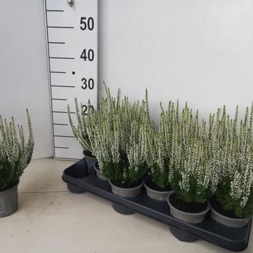 Calluna vulgaris BEAUTY LADIES VERENKA