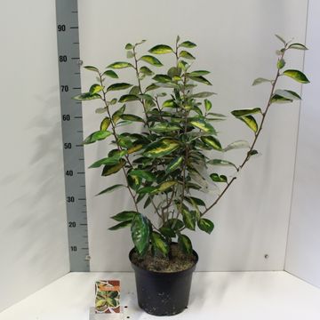 Elaeagnus x ebbingei 'Limelight'