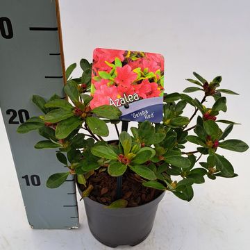 Rhododendron GEISHA RED (AJ)