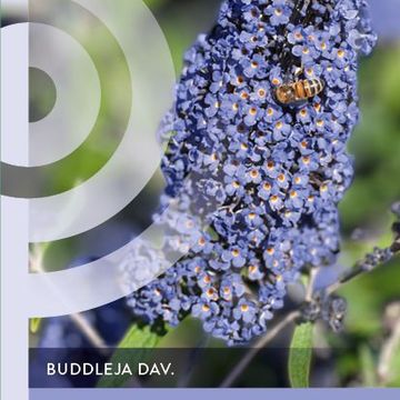 Buddleja davidii 'Ellen's Blue'