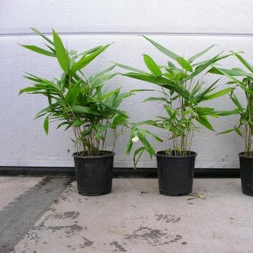 Indocalamus tesselatus