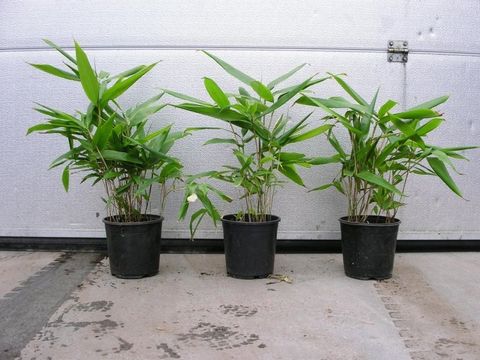 Indocalamus tesselatus