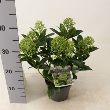 Skimmia japonica 'Fragrant Cloud'