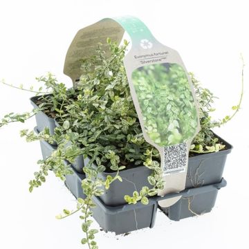 Euonymus fortunei 'Silverstone'