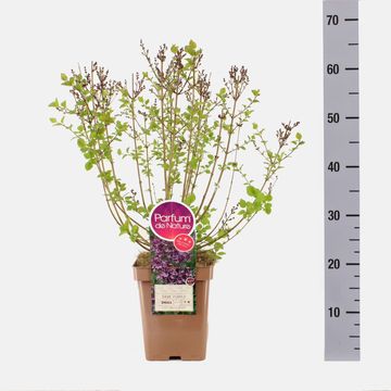 Syringa BLOOMERANG DARK PURPLE