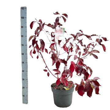 Cornus alba BATON ROUGE
