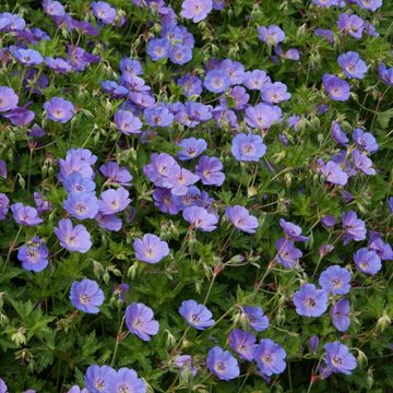 Geranium ROZANNE