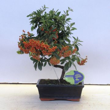 Pyracantha