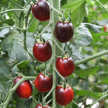 Solanum lycopersicum 'Krebs Black Vega'