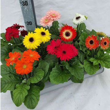 Gerbera SUNDAYZ MIX