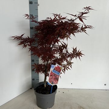 Acer palmatum 'Sumi-nagashi'