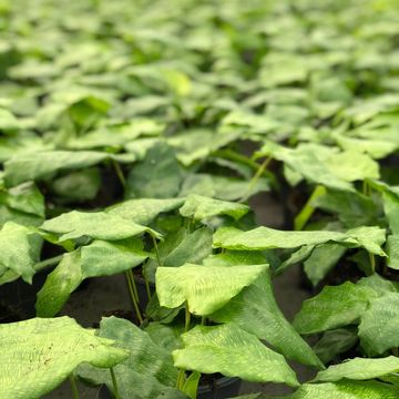 Calathea musaica NETWORK