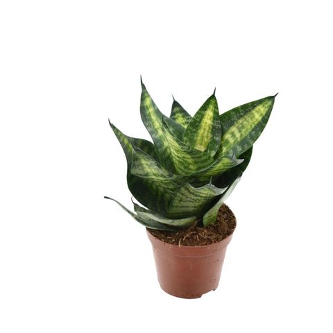 Sansevieria 'Tiger Star' — Plant Wholesale FlorAccess