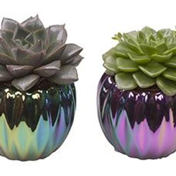 Echeveria MIX