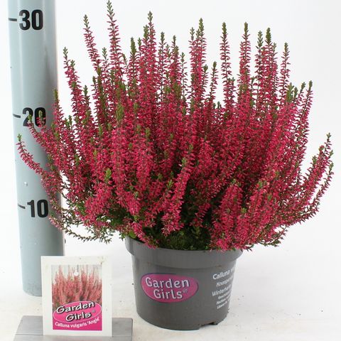 Calluna vulgaris GARDEN GIRLS ANGIE