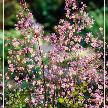 Thalictrum delavayi