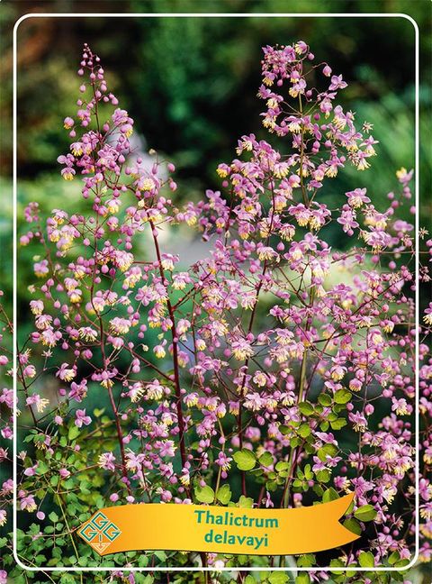 Thalictrum delavayi