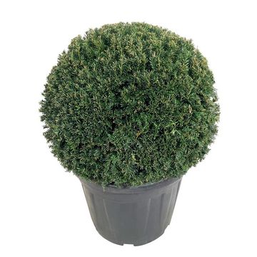 Taxus baccata 'Höpkens Giant'