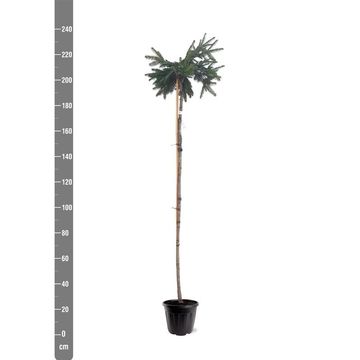 Picea abies 'Formanek'