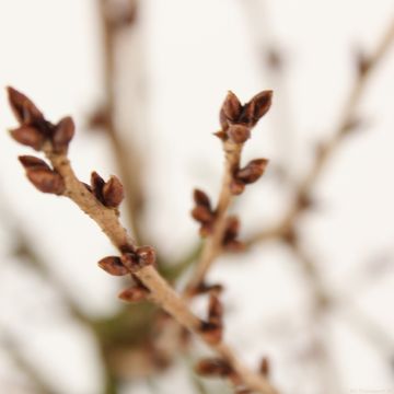 Prunus incisa 'Paean'
