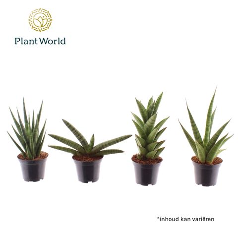 Sansevieria MIX