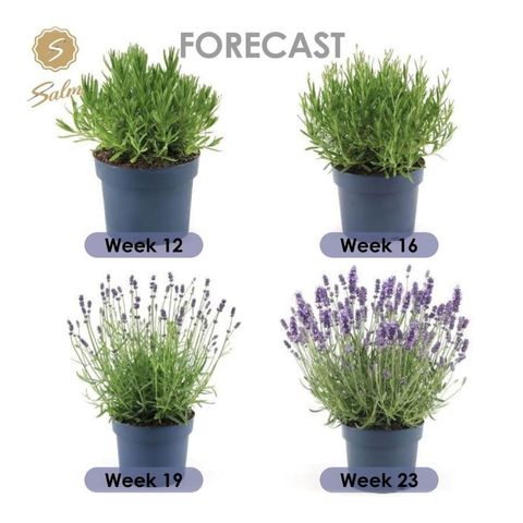 Lavandula angustifolia 'Felice'