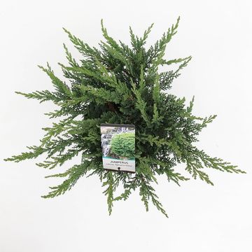 Juniperus sabina 'Tamariscifolia'