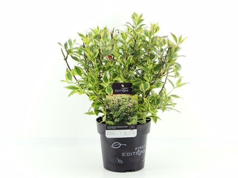 Weigela florida RAINBOW SENSATION