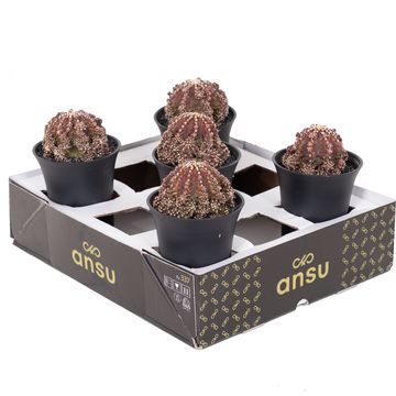 Gymnocalycium GODJI T-REX