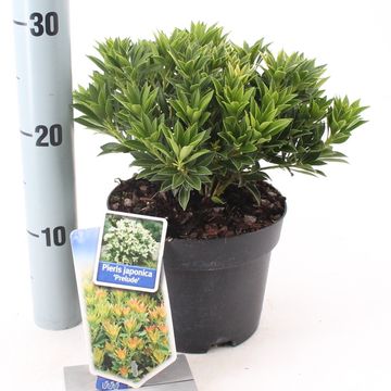 Pieris japonica 'Prelude'