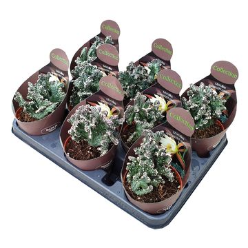 Monvillea spegazzinii cristata