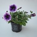 Petunia POTUNIA PICCOLA PURPLE ICE