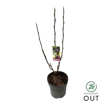 Magnolia 'Black Beauty'