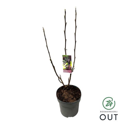 Magnolia 'Black Beauty'