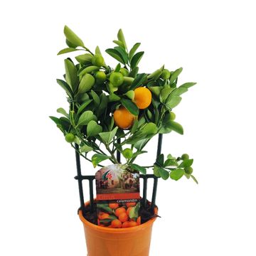 Citrus x microcarpa