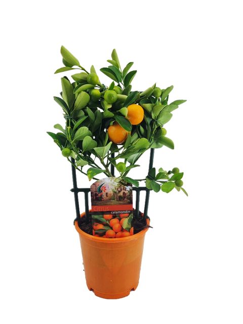 Citrus x microcarpa