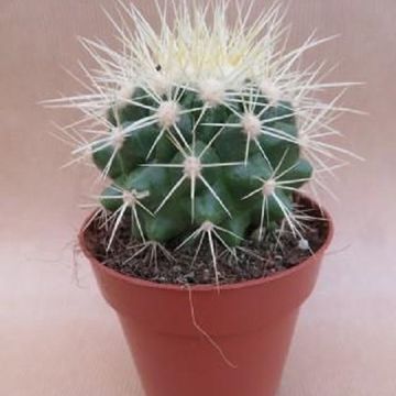 Echinocactus grusonii
