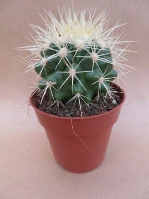 Echinocactus grusonii