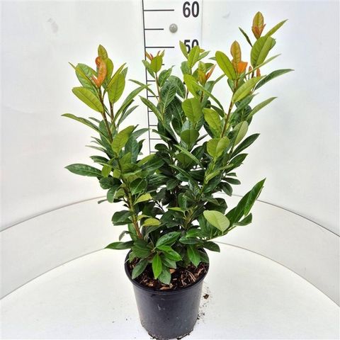 Prunus laurocerasus 'Antonius'