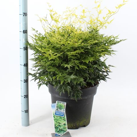 Nandina domestica MAGICAL LEMON & LIME