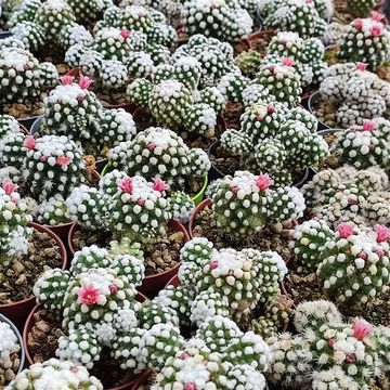 Mammillaria gracilis 'Oruga'