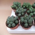 Euphorbia globosa