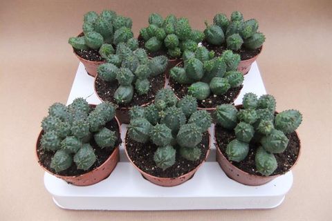 Euphorbia globosa