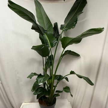 Strelitzia nicolai