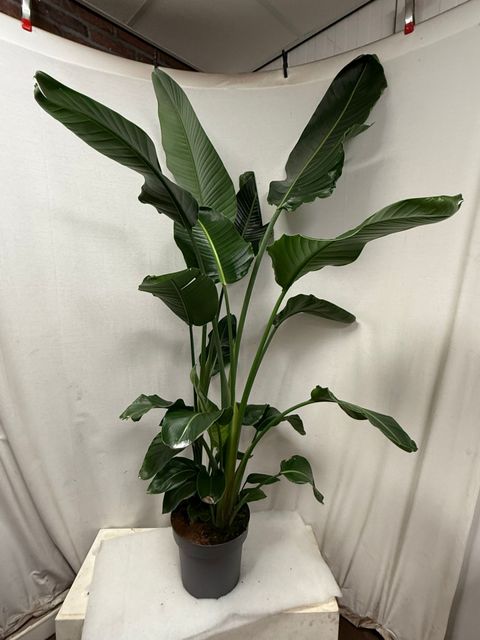 Strelitzia nicolai